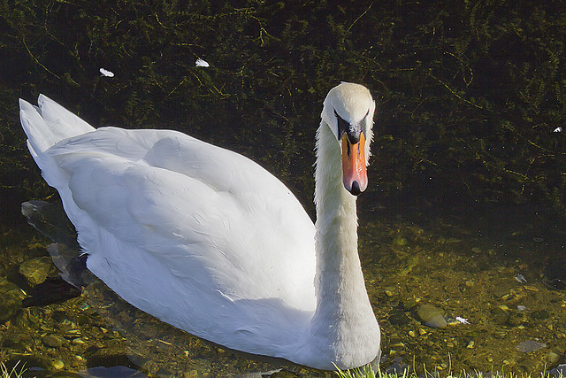 Swan at Rothesay Castle