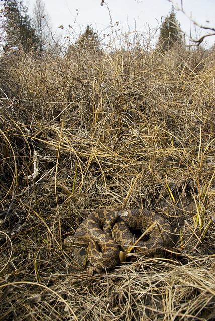 Eastern Massasauga Rattlesnake in the Grass