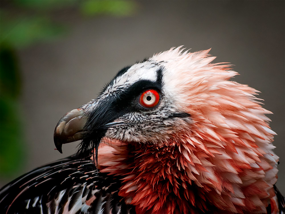 bearded vulture