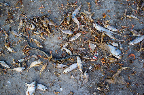 Refuse | by simonk