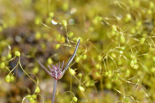 Aphelia plant among the moss