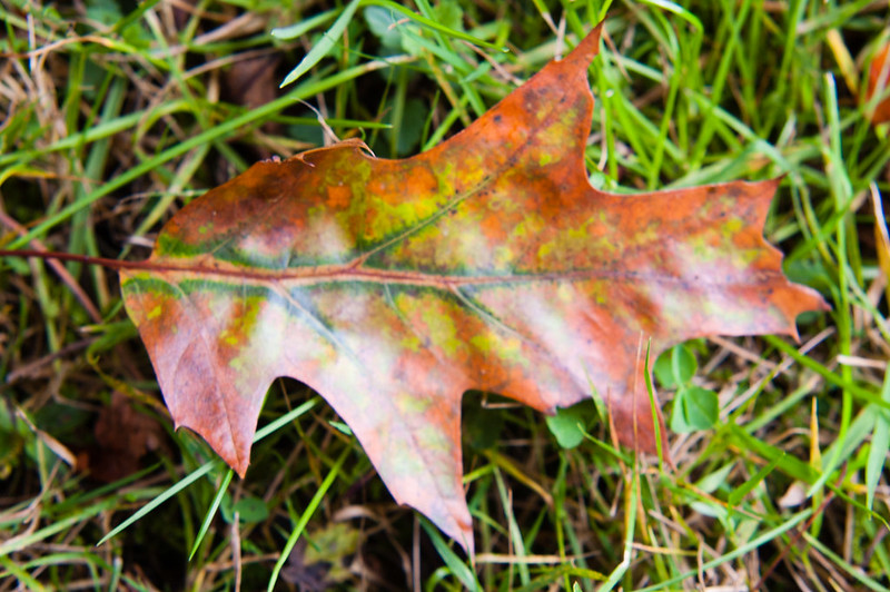 Fallen oak leaf