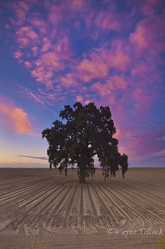 california pink blue sunset sky brown tree lines clouds canon oak ag 5d davis valleyoak yolo gradfilter singhray waynetilcock