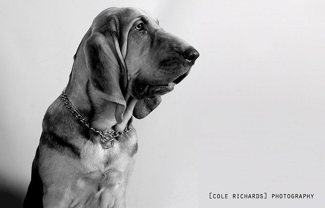 Black and White Bloodhound in the Studio