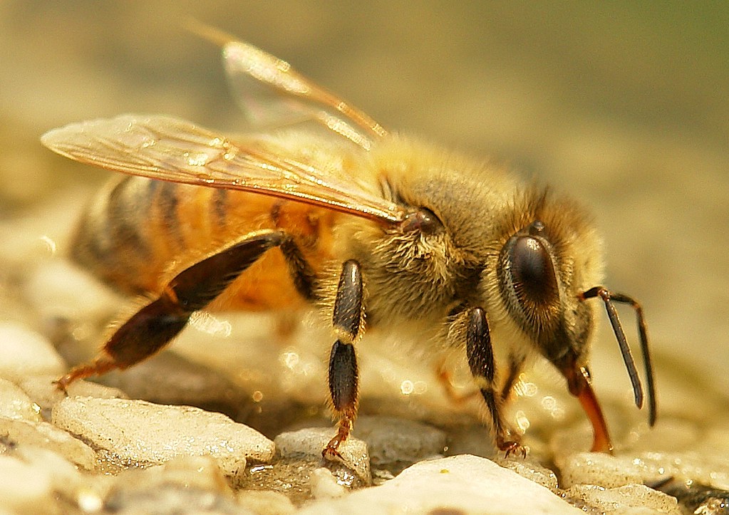 Bing apis. АПИС церана. Пчёлы церана. Пчела восковая. Китайская восковая пчела.