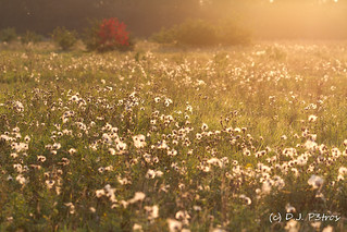 Sunset in Meadow