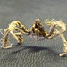 Flickr photo 'Majidae? spider-crab? DSCF49671' by: Bill & Mark Bell.