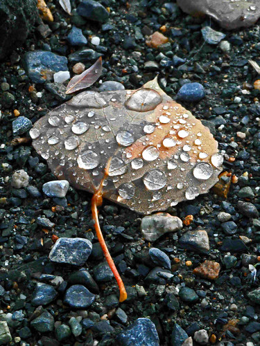 [49:365] | by Rachel Dawson Photography