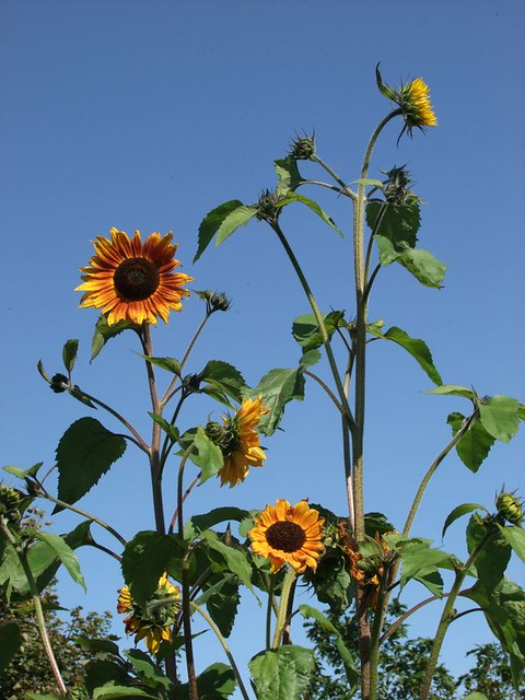 I can grow 8' sunflowers!!
