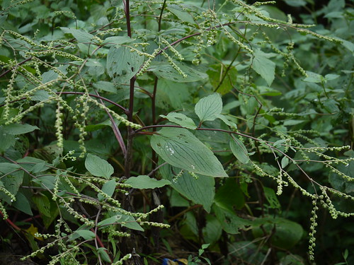 herb perennial boraginaceae forgetmenotfamily paracaryopsiscoelestina nisurdi adelocaryumcoelestinum cynoglossumcoelestinum paracaryumcoelestinum commonhillborage mahabaleshwarforgetmenot