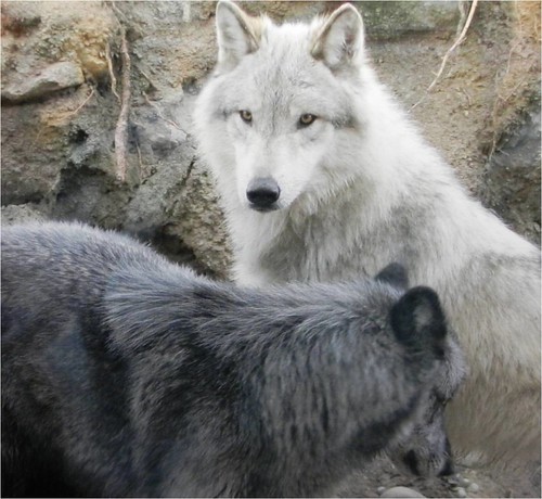 wolves | by gratefultosee