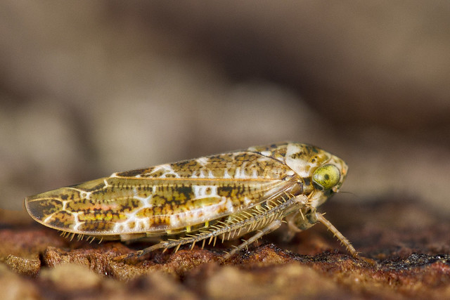 Leafhopper - Allygus mixtus