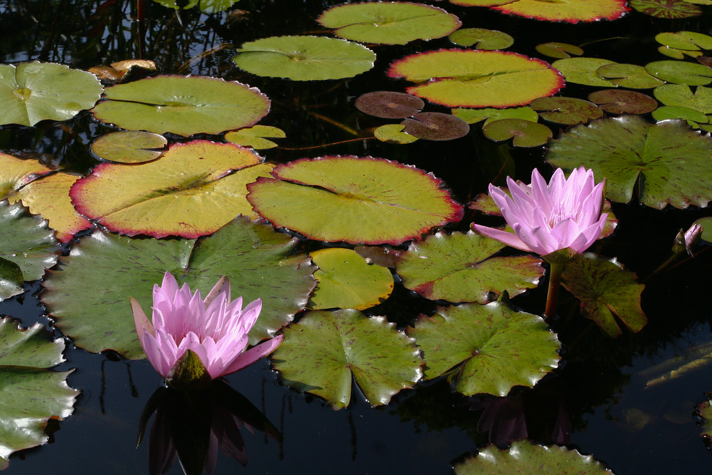 water-lilies-mission-san-juan-capistrano-sharon-mollerus-flickr