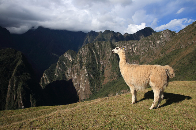 A llama at Machu Picchu,Peru