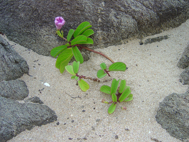 Beach Flower - Southbroom-01422