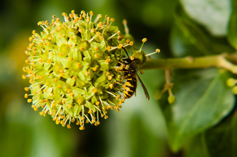 Wasp feeding on an ivy flower
