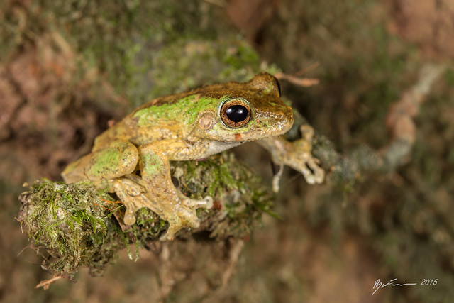 Kuranda Tree Frog