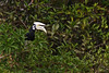 Oriental Pied Hornbill - Mahakam River, Indonesian Borneo