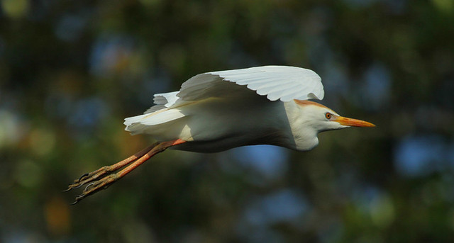 busy cattle egret