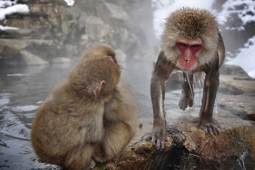 Hotspring Monkeys III | by Gennaro Serra