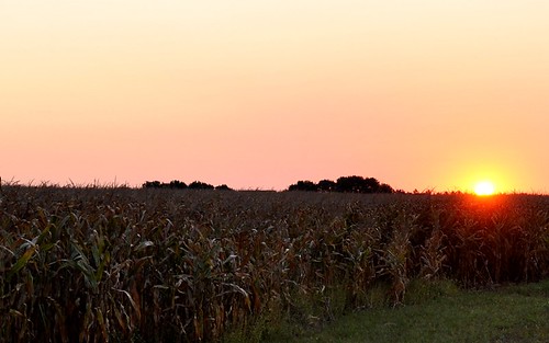 red sun color field liberty dawn corn north harvest iowa rise