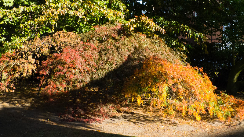 Japanese acers, West Park