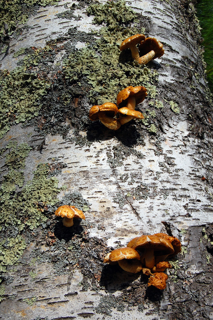 Sylvania Birch and Fungus