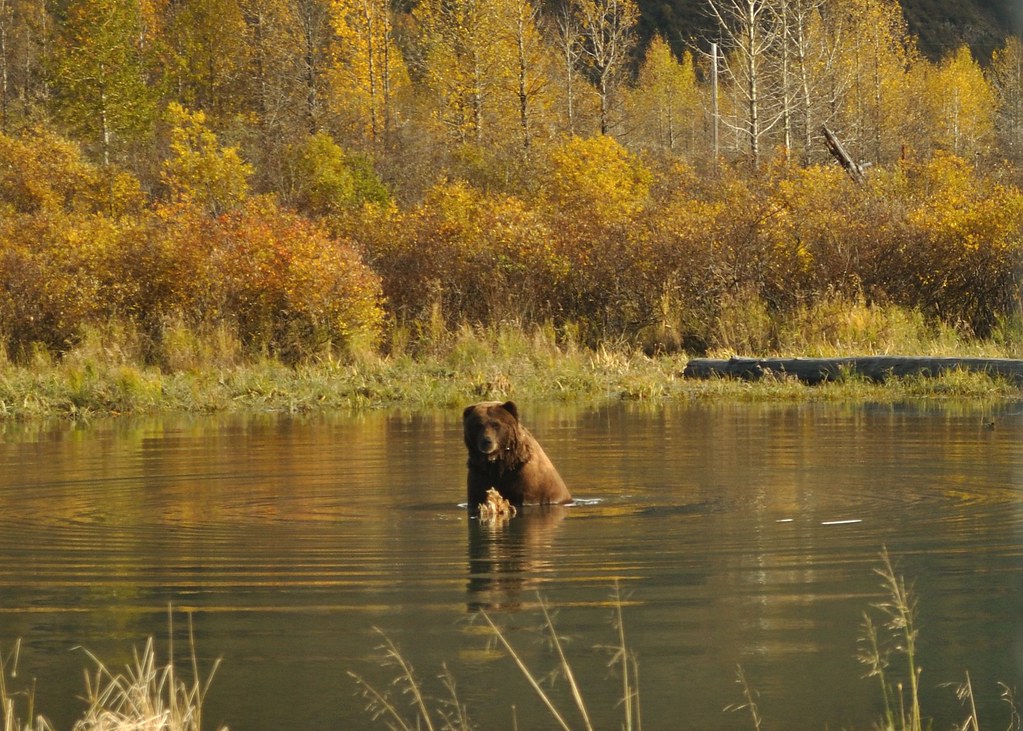 Bear -  - Alaska Wildlife Conservation Center