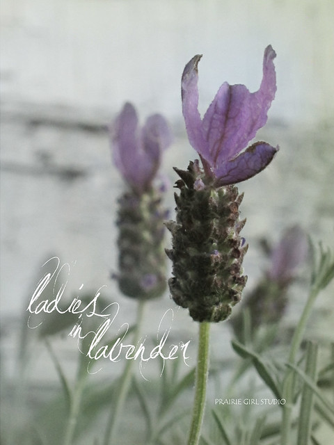 ladies in lavender