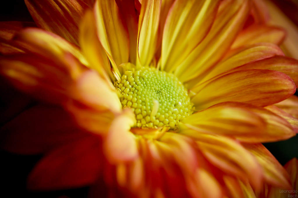 Um Retrato de Uma Flor | Leonardo Rech | Flickr