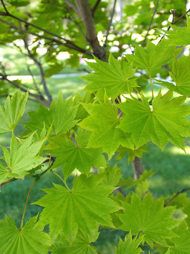 Autumn Full Moon Maple Leaves | by carex_grayii