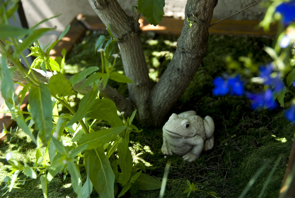 Small Frog Hiding in the Garden, A friend gave me this love…