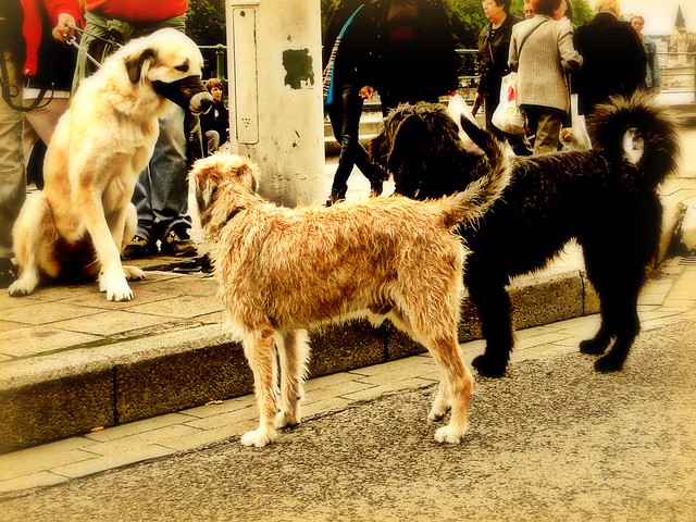 The meeting of dogs