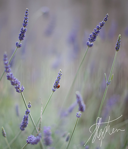 Ladybird on Lavender by Pixelda