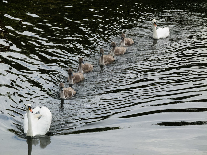 Family of swans in convoy