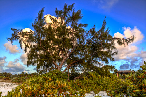 tree beach nature pine landscape photography photo outdoor shore hdr provo turksandcaicos longbay providenciales