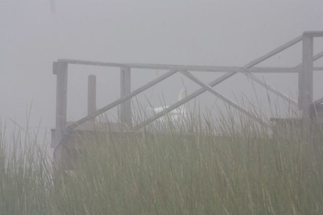 Swan in the fog