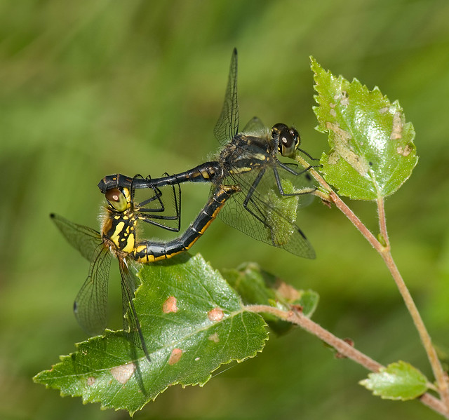 Common Black Darter Dragonfly
