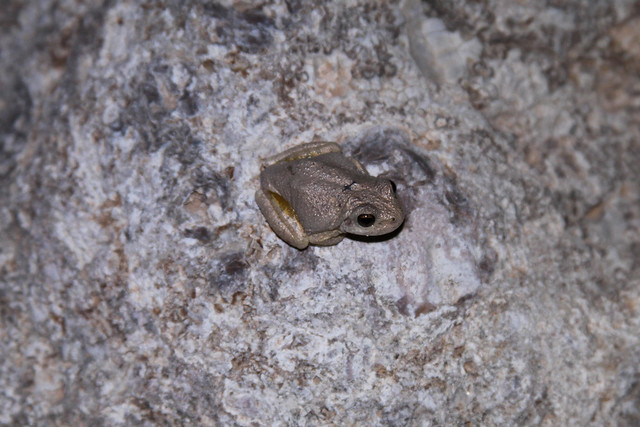 Canyon Treefrog (Hyla arenicolor), adult