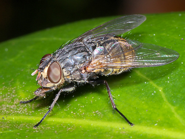 Flickriver: Photoset 'Fly, Bush Fly' by Mike G Gordon