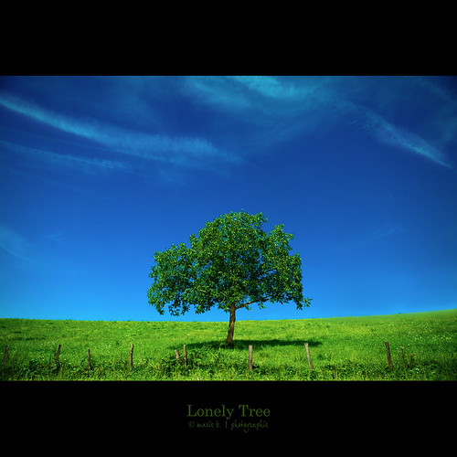 Lonely Tree by marie b&b | photographie