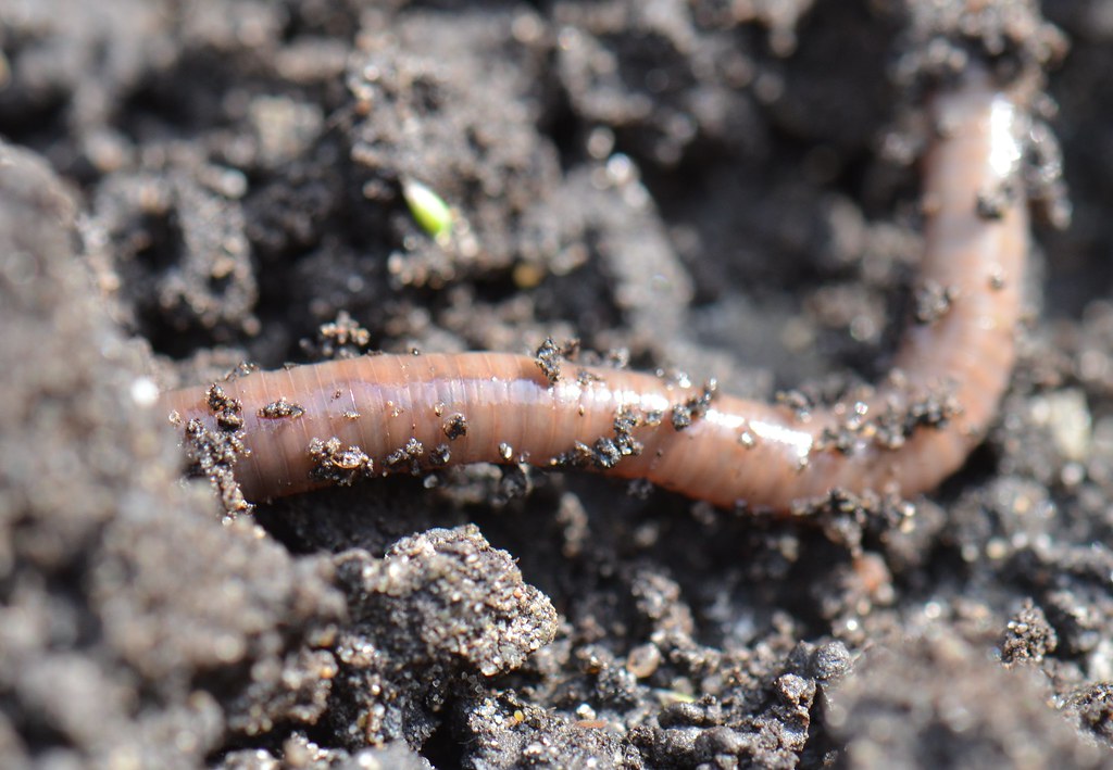 Lumbricus terrestris, (the common Earthworm), Lumbricus ter…