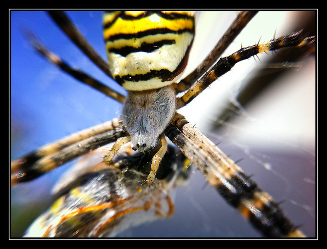 ... Spider in my Backyard ...