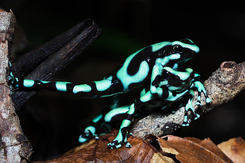 Frogs in territory settlement by jiujitsu match | by Gustavo De la Espriella
