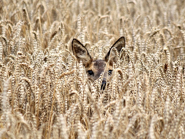 Catch Her in The Rye [eXPLoReD]