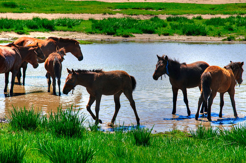 horses animals asia mongolia hdr hdri mng naturelandscape singlephotohdr