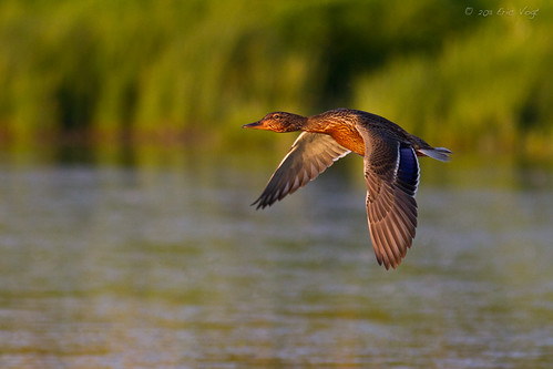 summer birds inflight flight mallard avian fernhillwetlands ducksswansandgeese