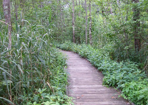 boardwalk trail through Great Swamp National Wildlife Refuge, NJ