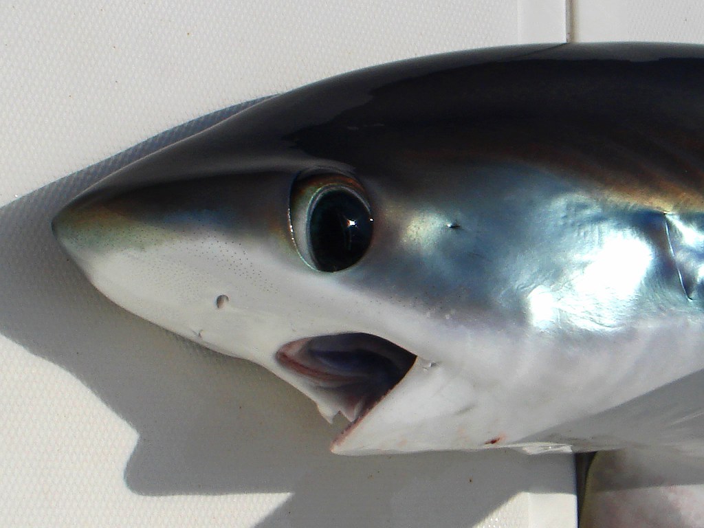 Got to be the cutest shark out there, Thresher Shark caught jigging (by the...