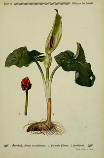 n148_w1150 | Pflanzen der Heimat Leipzig,Quelle und Meyer,19… | Flickr